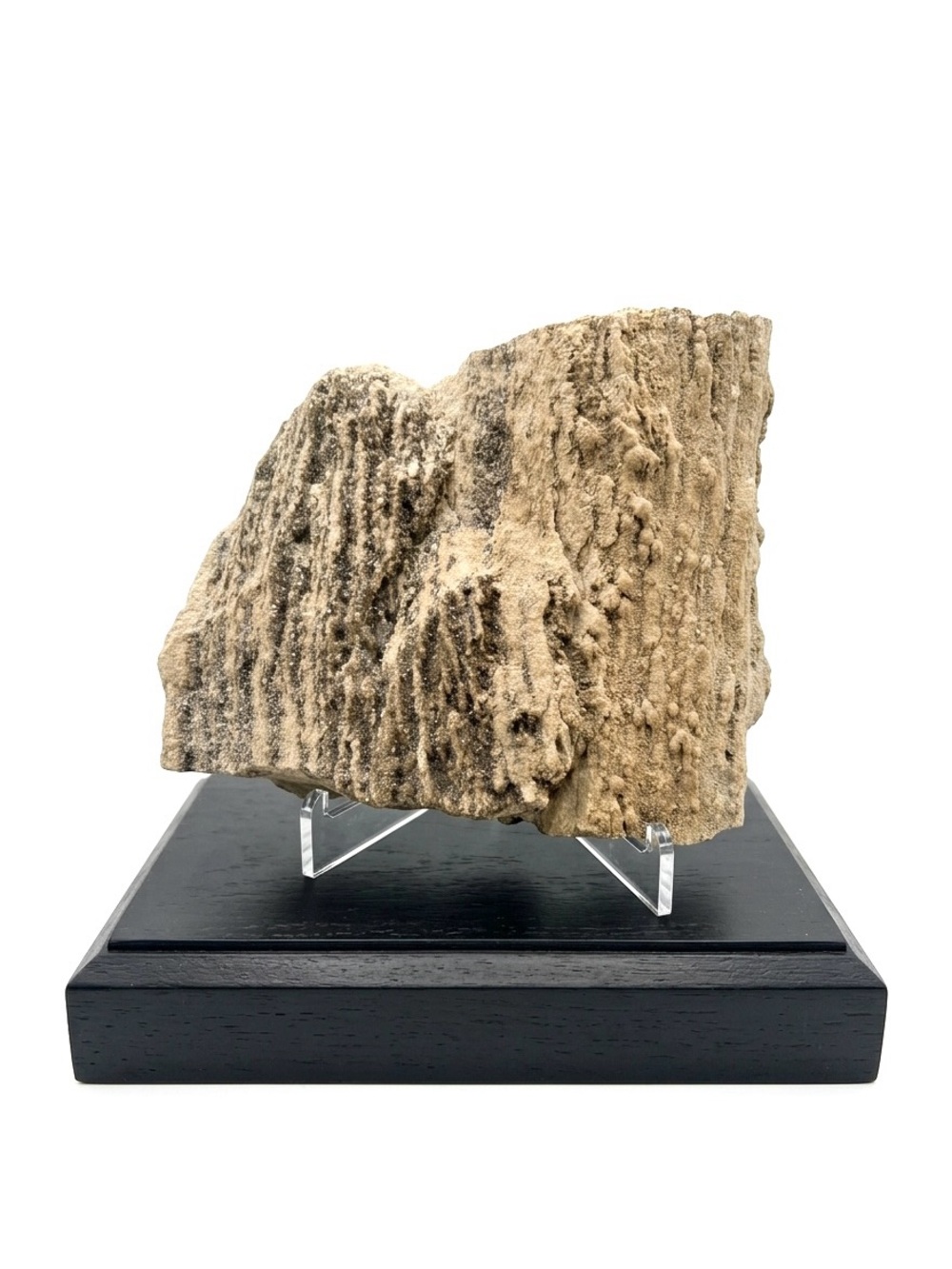 Natural Rough Petrified Wood New Mexico Tan Specimen Gold Quartz UV 4x2.5” 1.3lb
